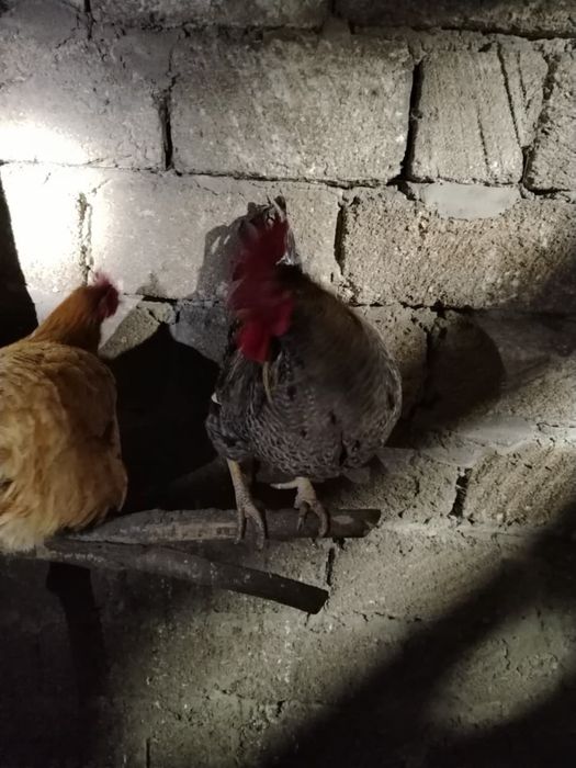 Продам петухов доставка безоплатная