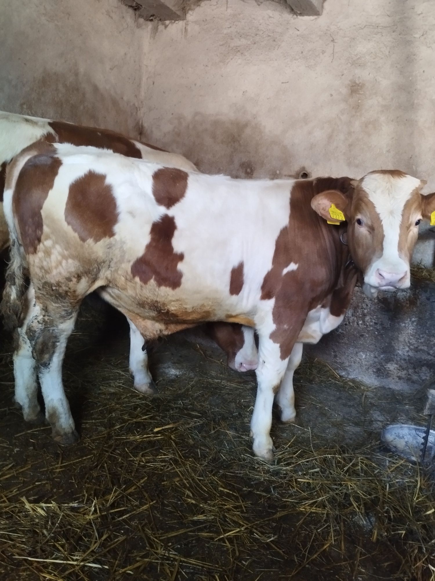 Vând vițel aproximativ 350 kg