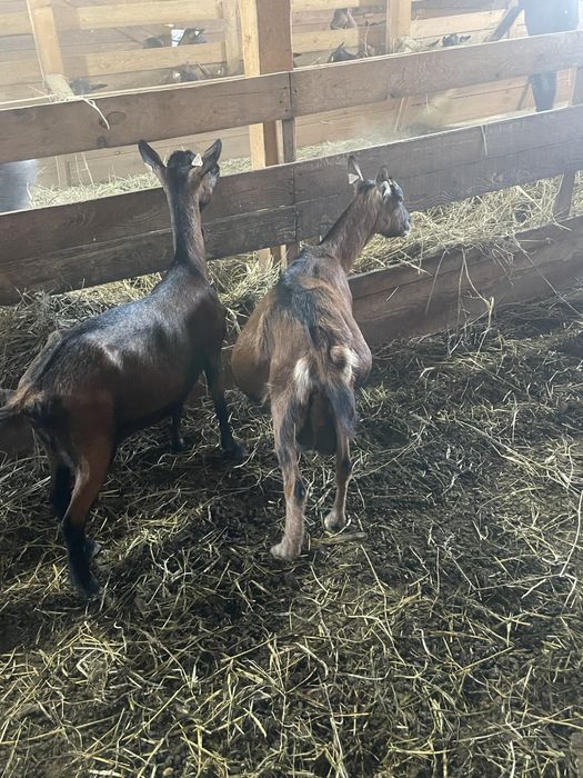 Vand capre alpina franceza