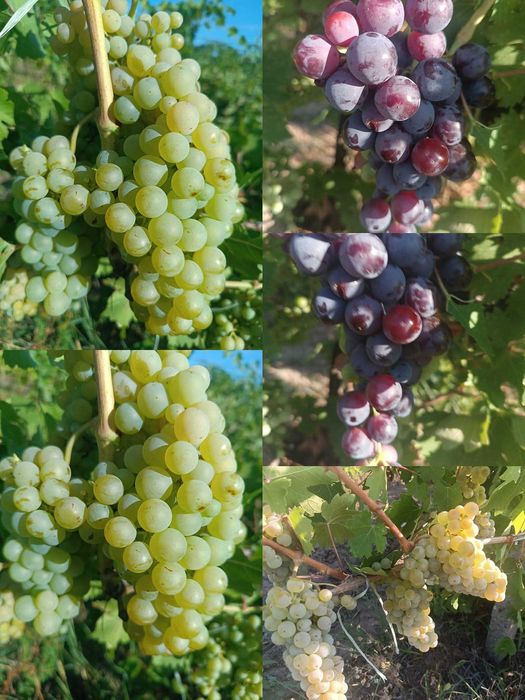 Struguri vin diferite soiuri