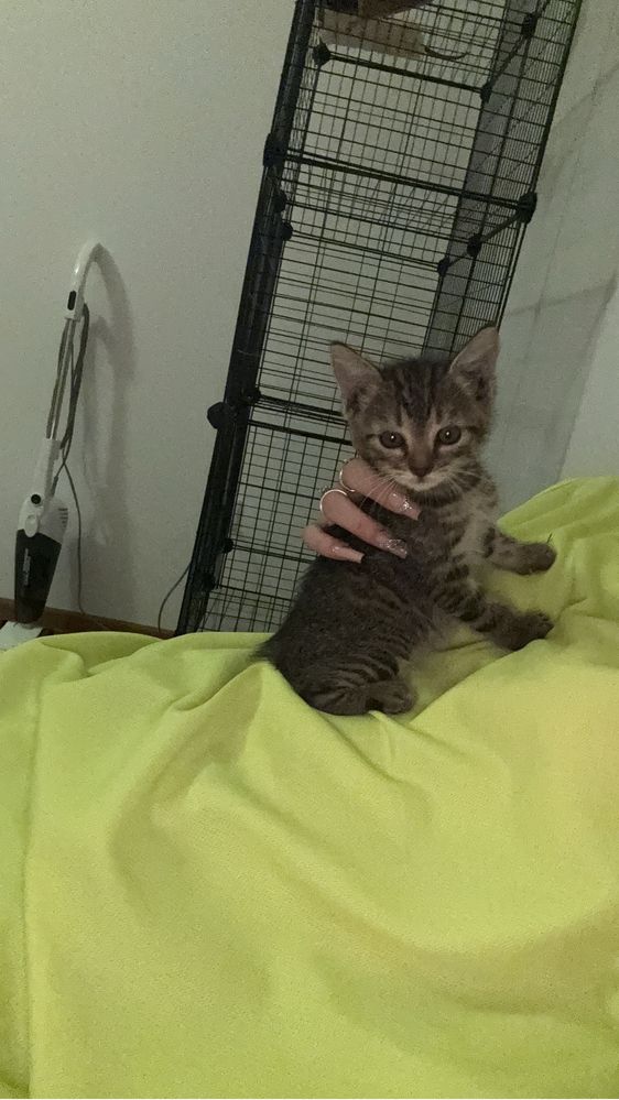 PetsittingCazare animalute