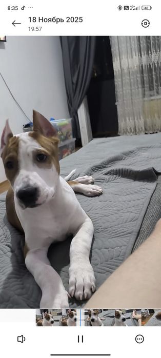 Продам собаку. Стаффорд