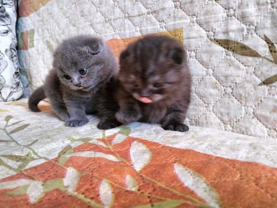 Продам породистых Шотландских котят
