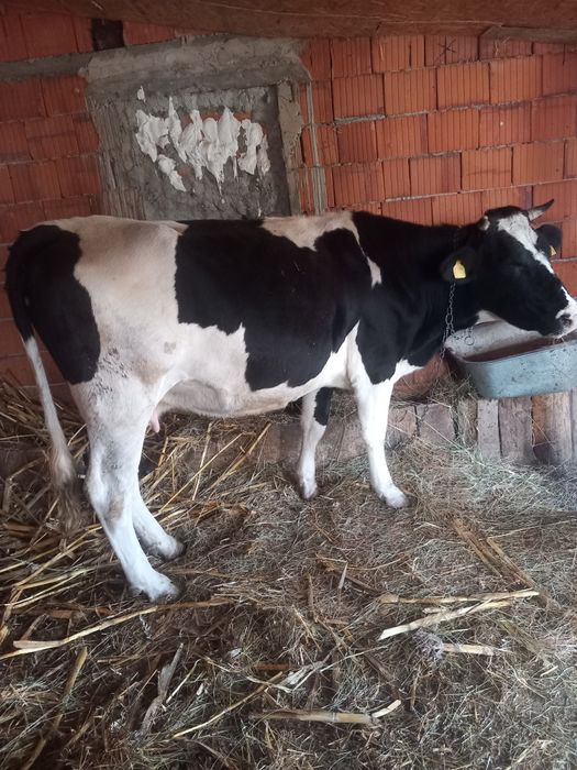 Vând vaca gestanta  în 8 luni