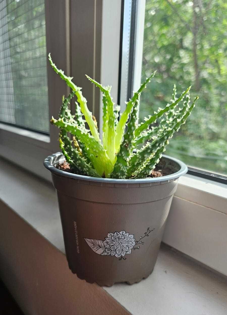 2 Aloe humilis (Hedgehog) 12 cm diametru