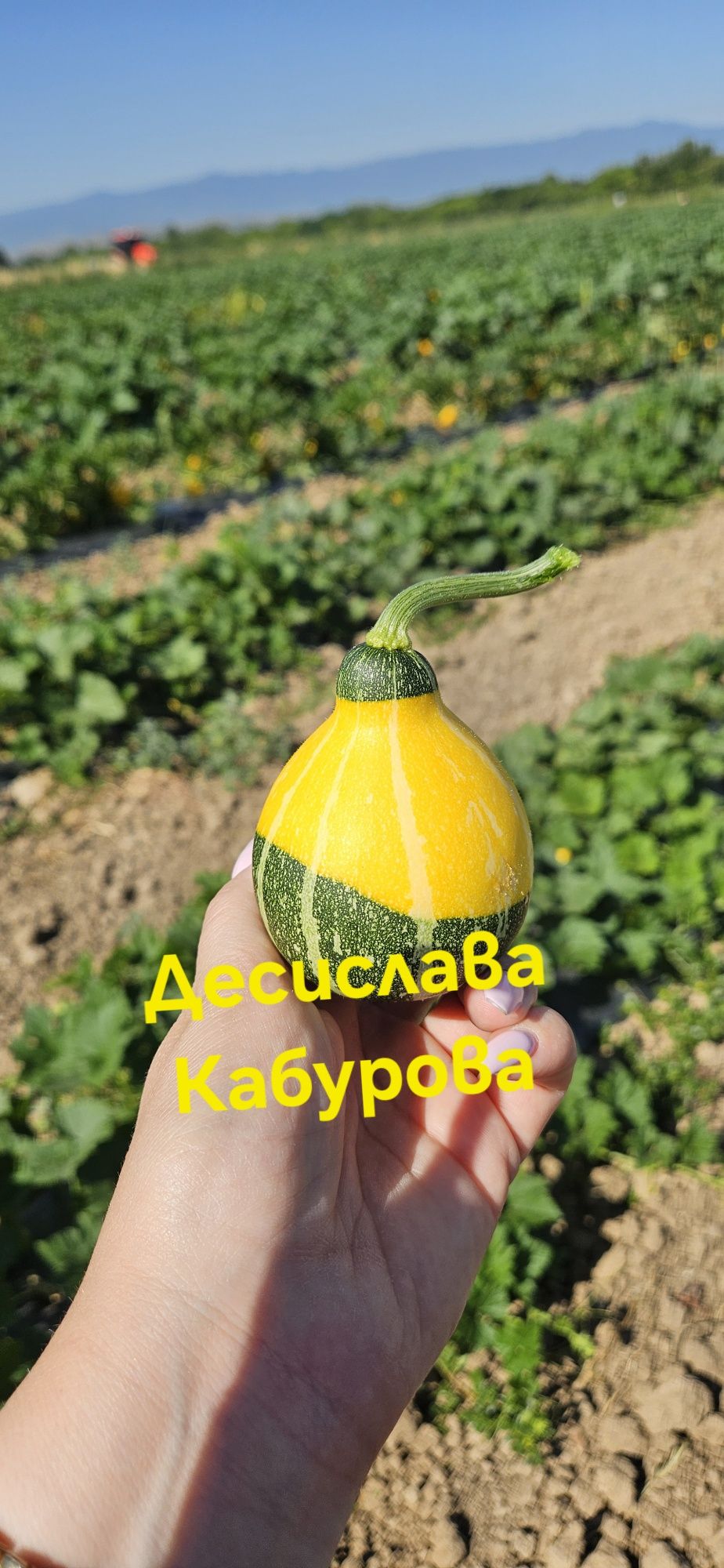 Декоративни тикви