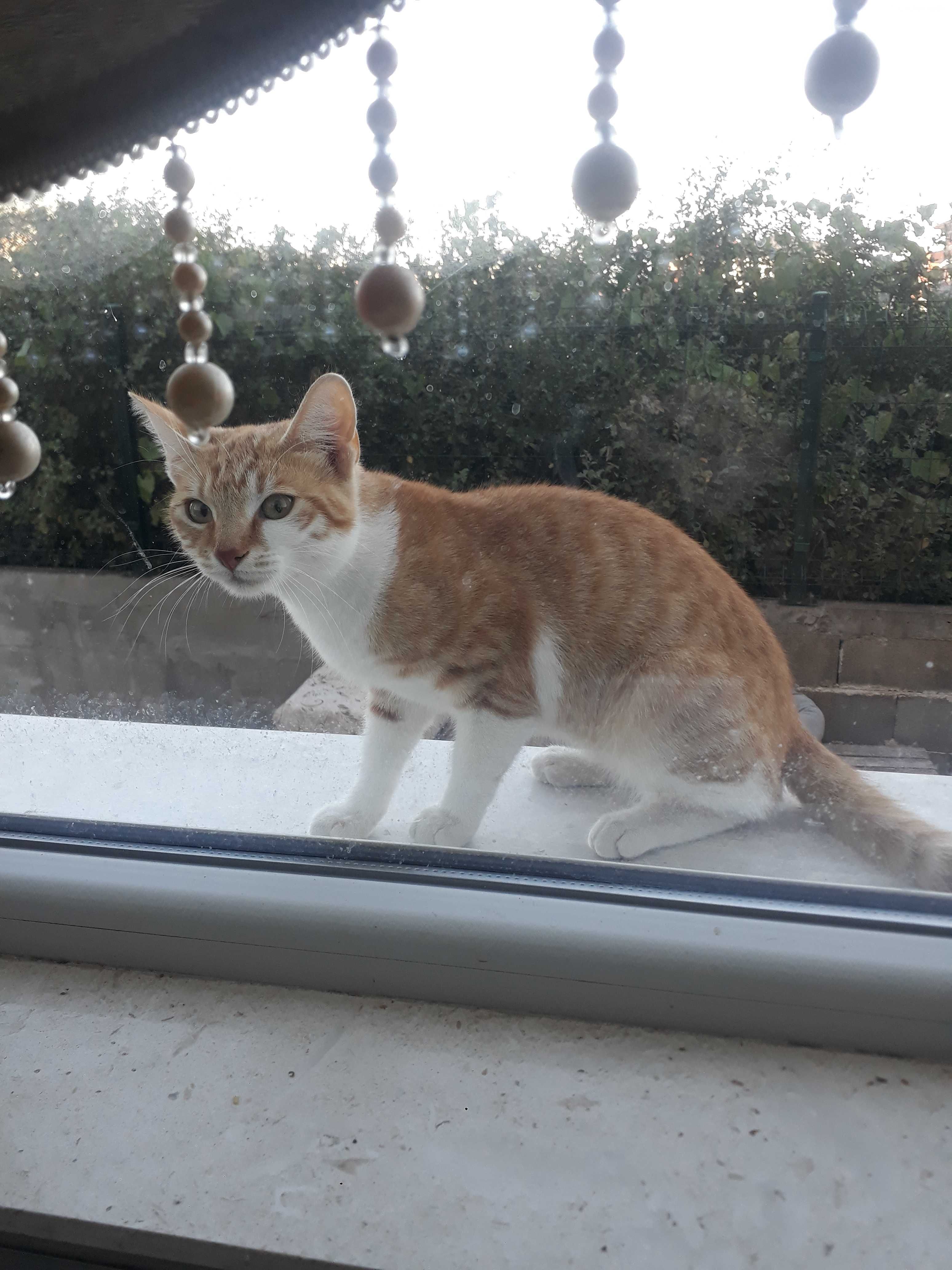 Котка женска златиста