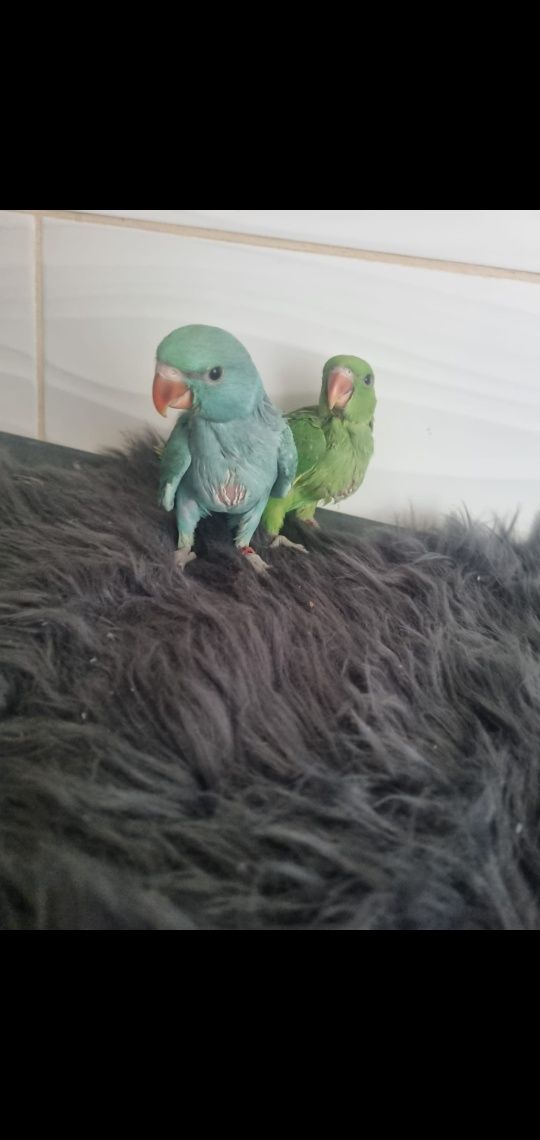 Puiutii de papagali vorbitor micul și marele Alexander