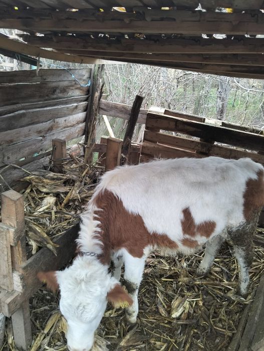 Vita de vânzare 5 luni preț 5300 ron