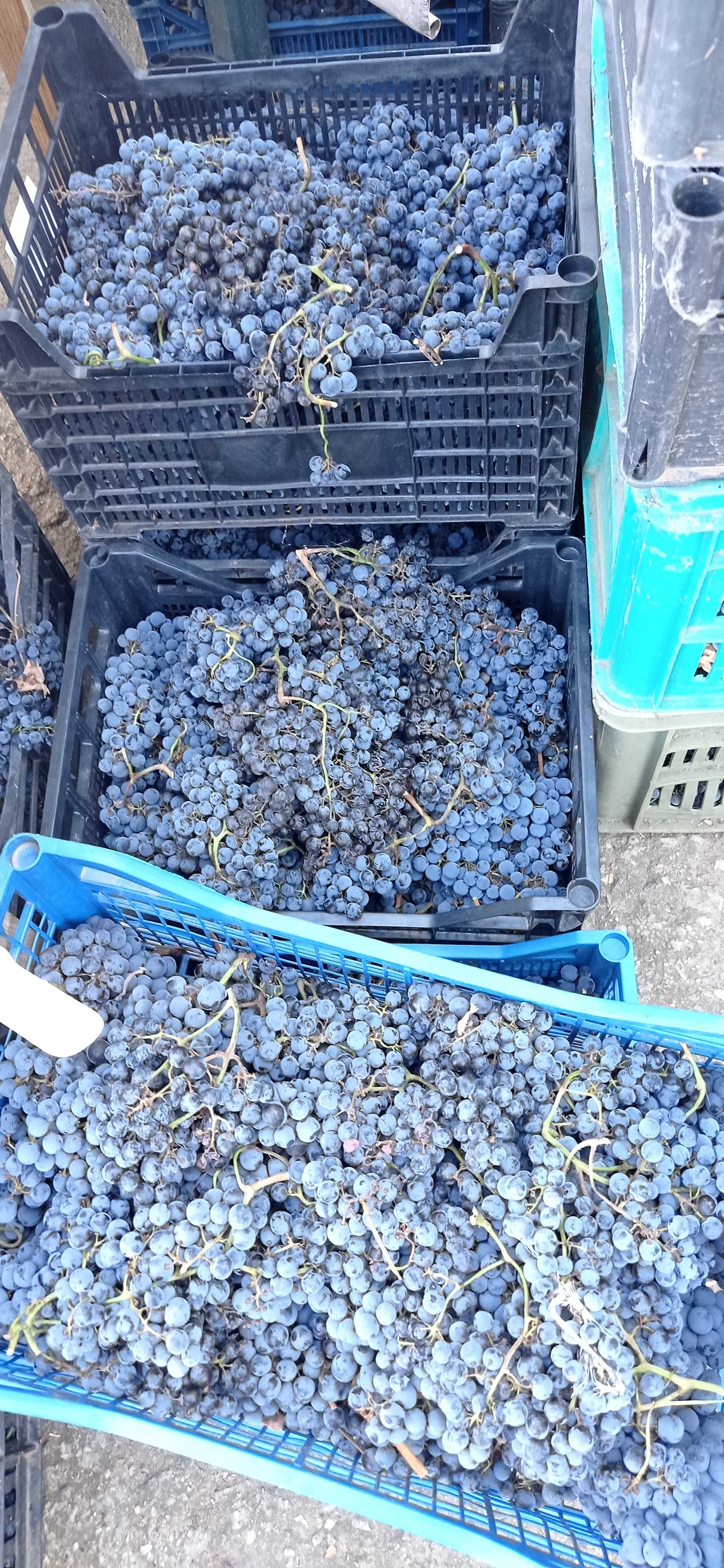 Продавам грозде, сорт "Мерло"