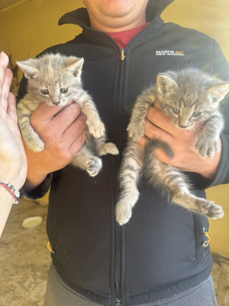Подарявам котета
