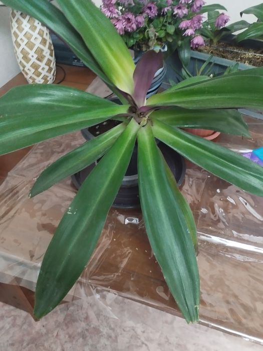 Комнатные цветы ,Рио,некапризные