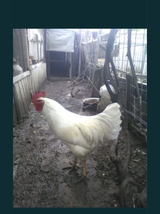 Gaini de rasa, cocosi albi, gaini de tara, oua