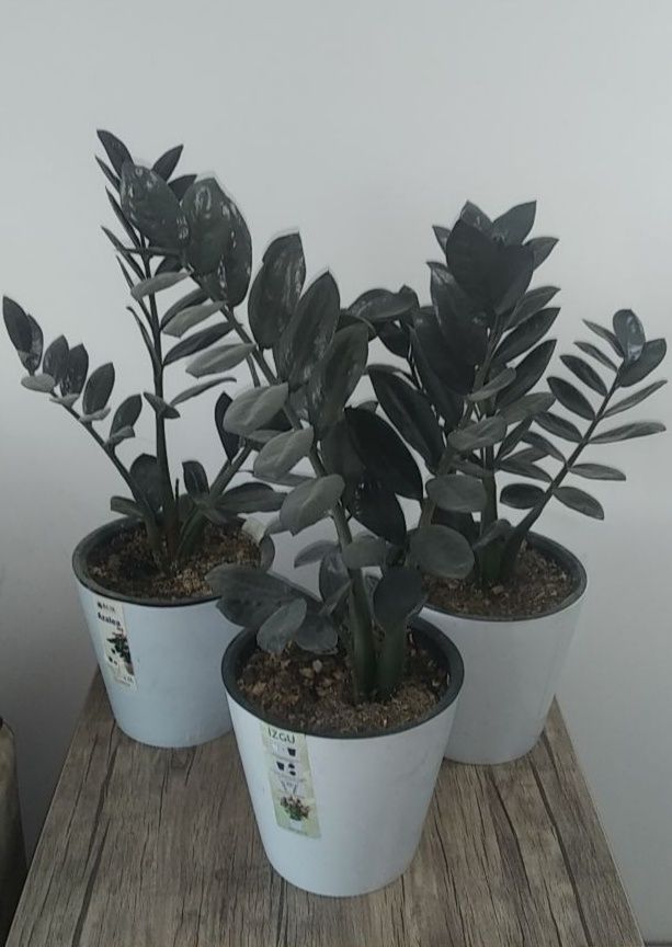 Черный замиокулькас (Zamioculcas Blaсk Raven)