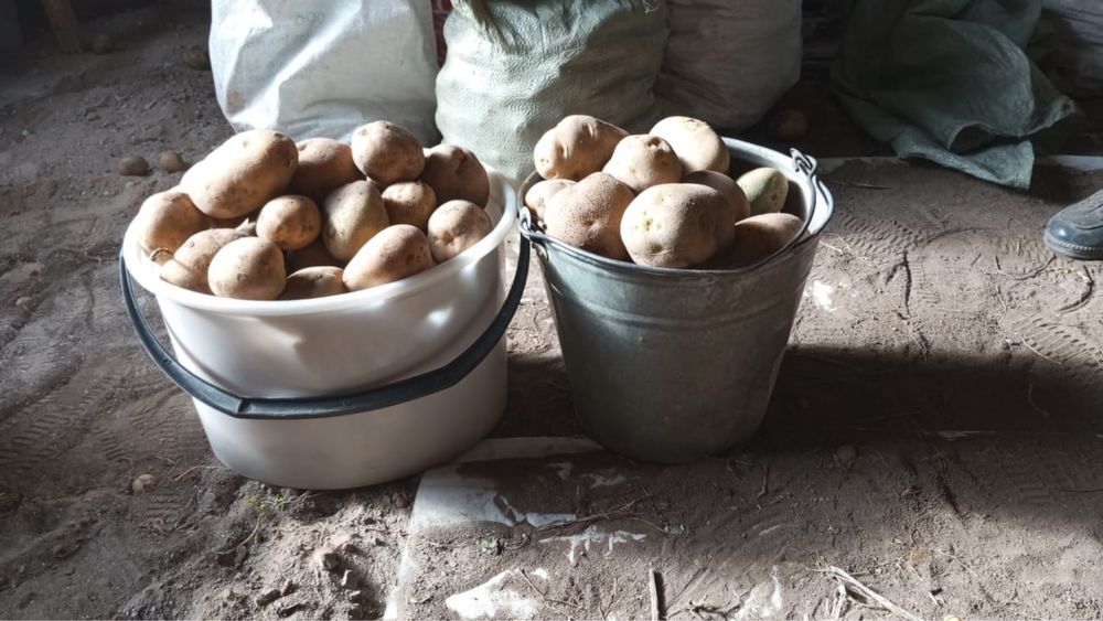 Продам картофель дачный.