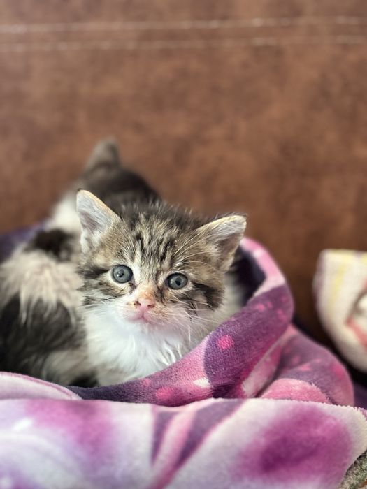 Малки бебе котенца. ПОДАРЯВАМ