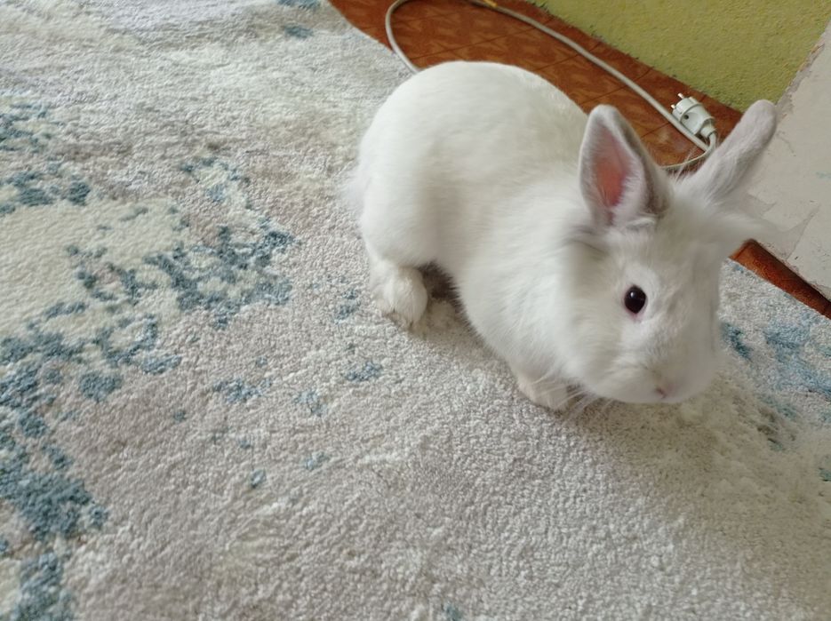 Продам кролика срочно