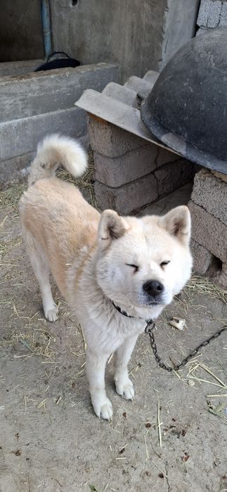 Ибу-акита хатико