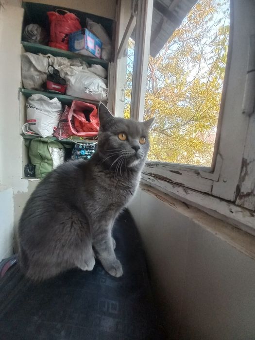 Britan mushuk ,srochna