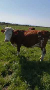 Vand vaci Baltata romaneasca Gestante luna 9 pretul 6500 lei