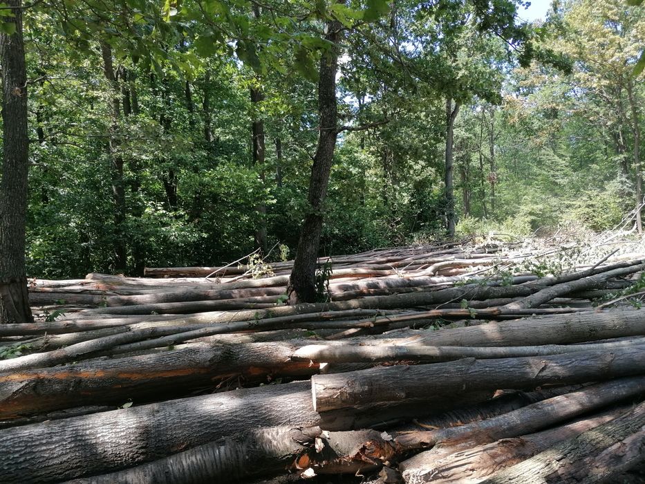 Vand lemn esență moale