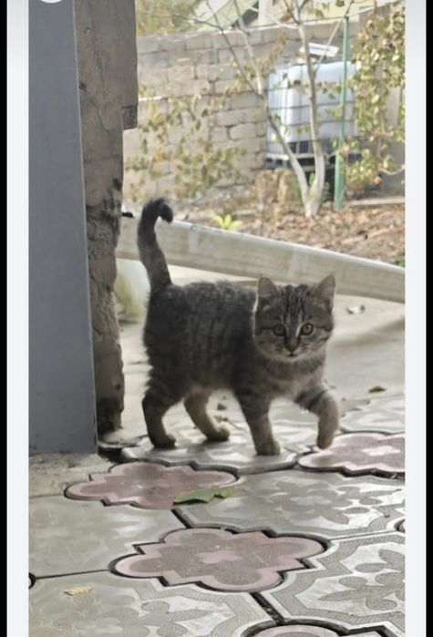 Котёнок британская короткошерстная