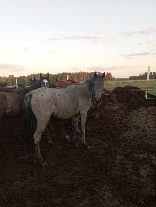 Продам кобылу 5 лет