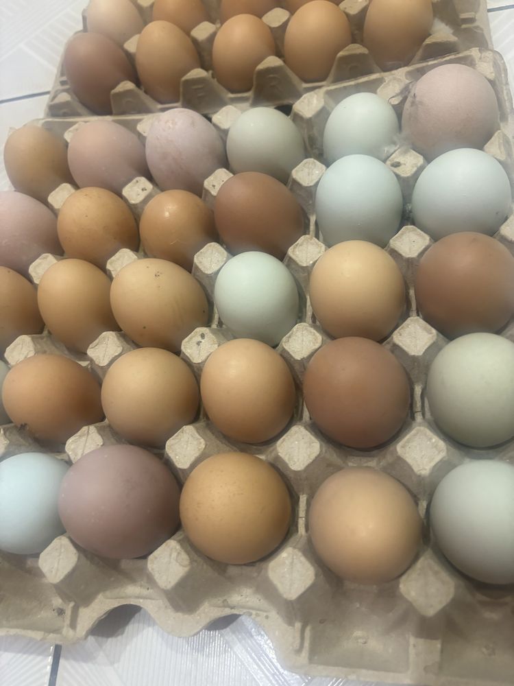 Продам инкубационное куриное яйцо с доставкой