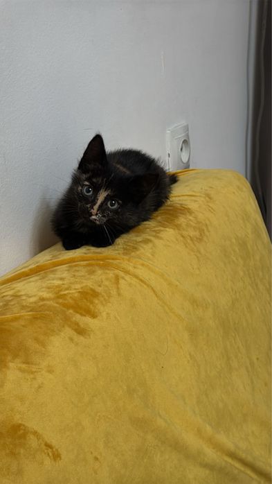 Котята 1,5 месяцев