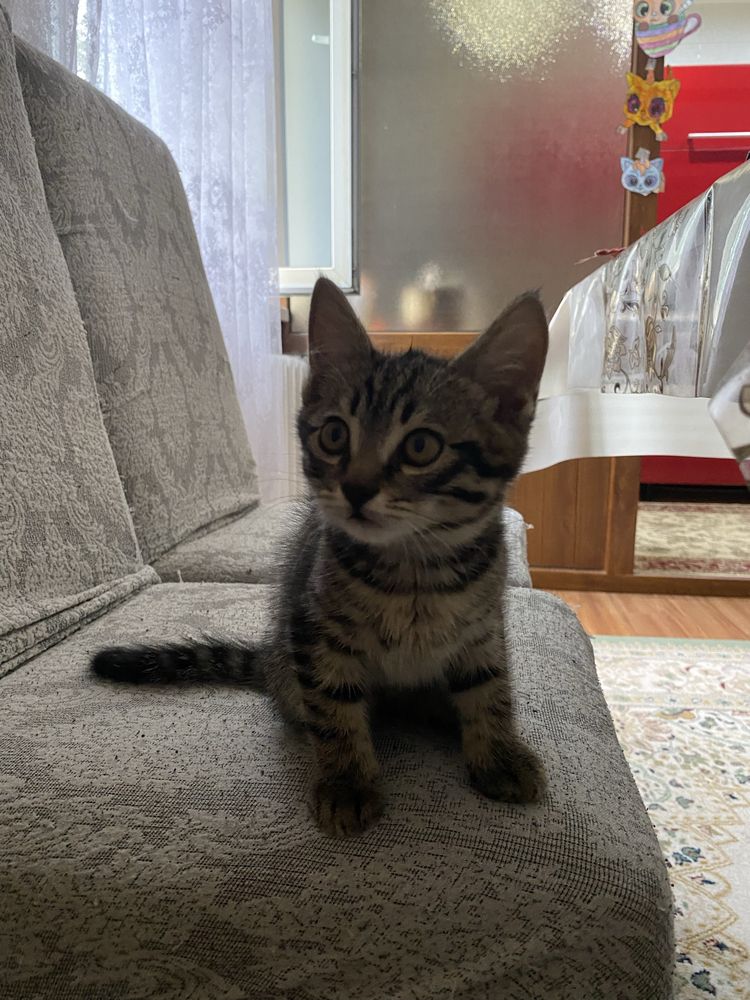 Котята окраса табби