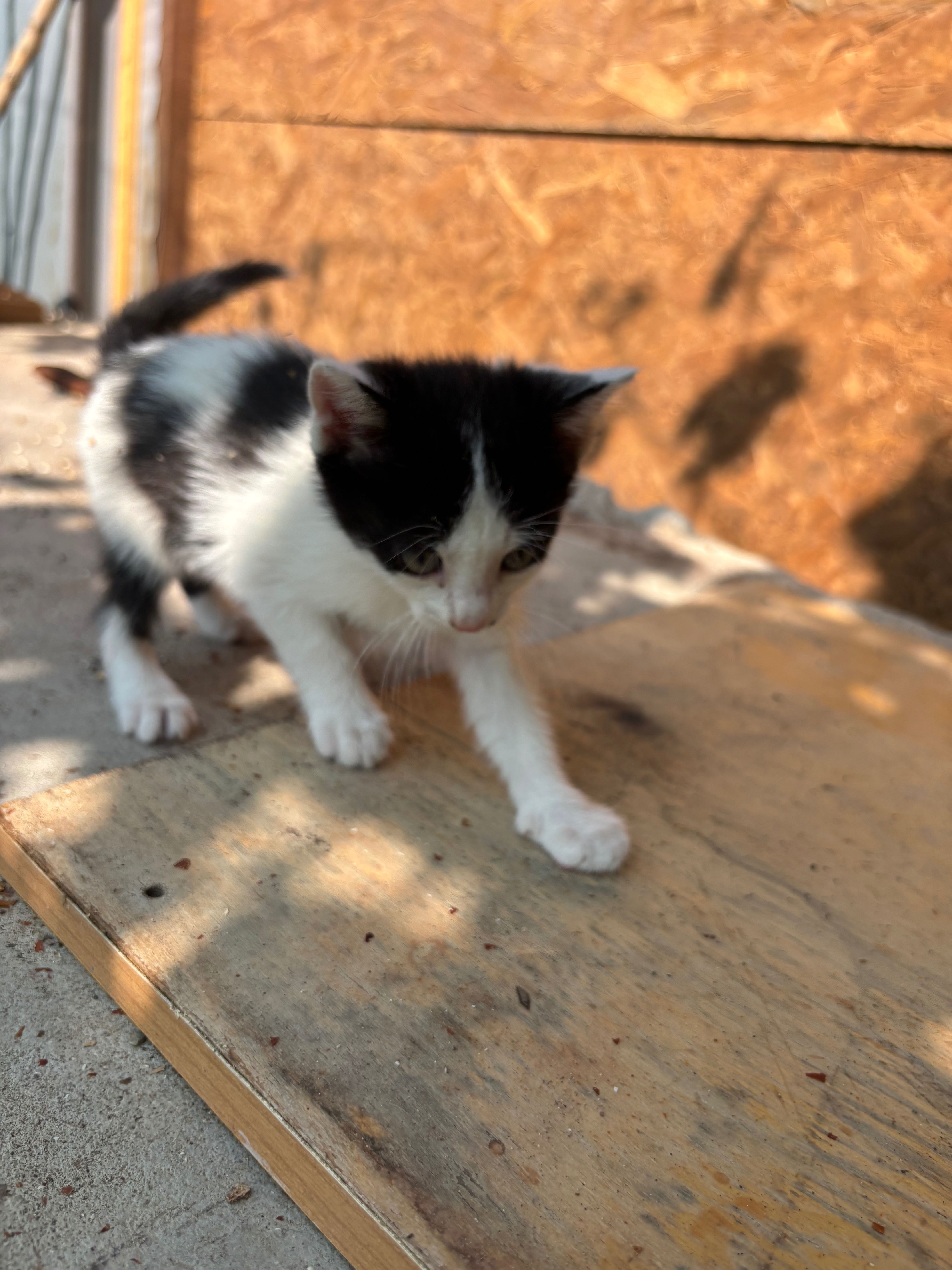 Котенца   безплатно в добри ръце