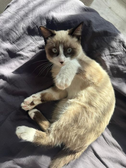 Отдам котенка в добрые руки