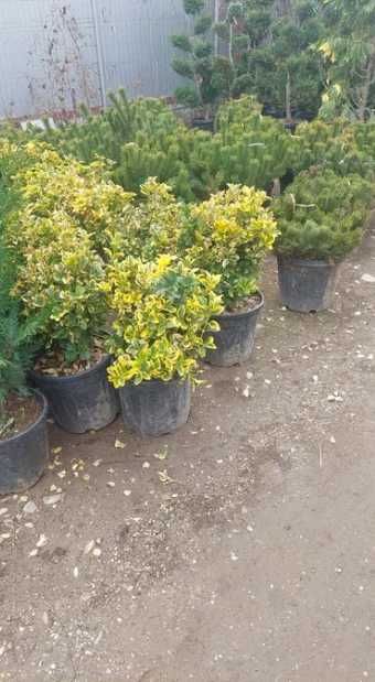 Plante Decorative, de exterior pentru o Gradina de Vis