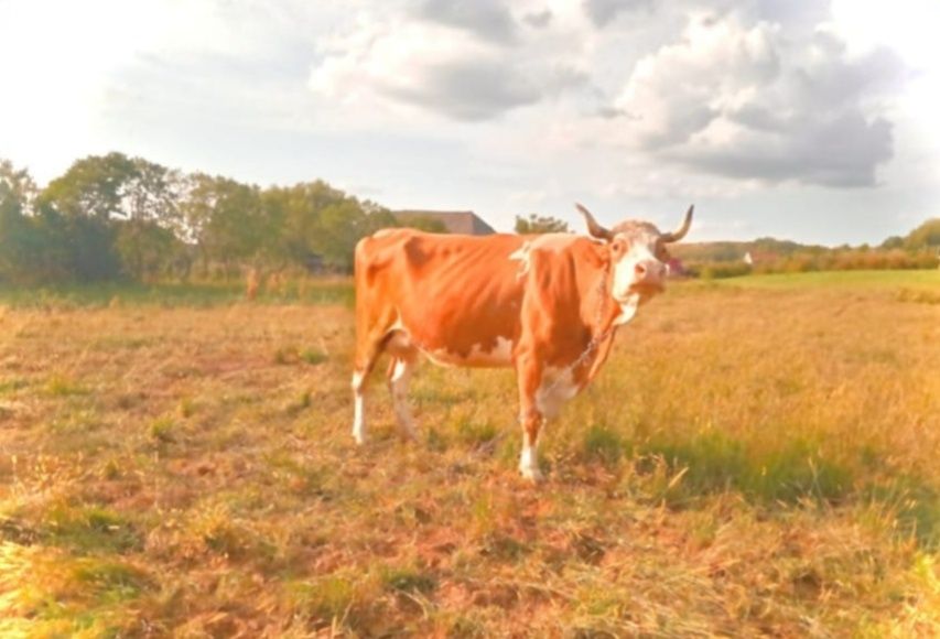 Vand vacă de lapte Holstein rosu