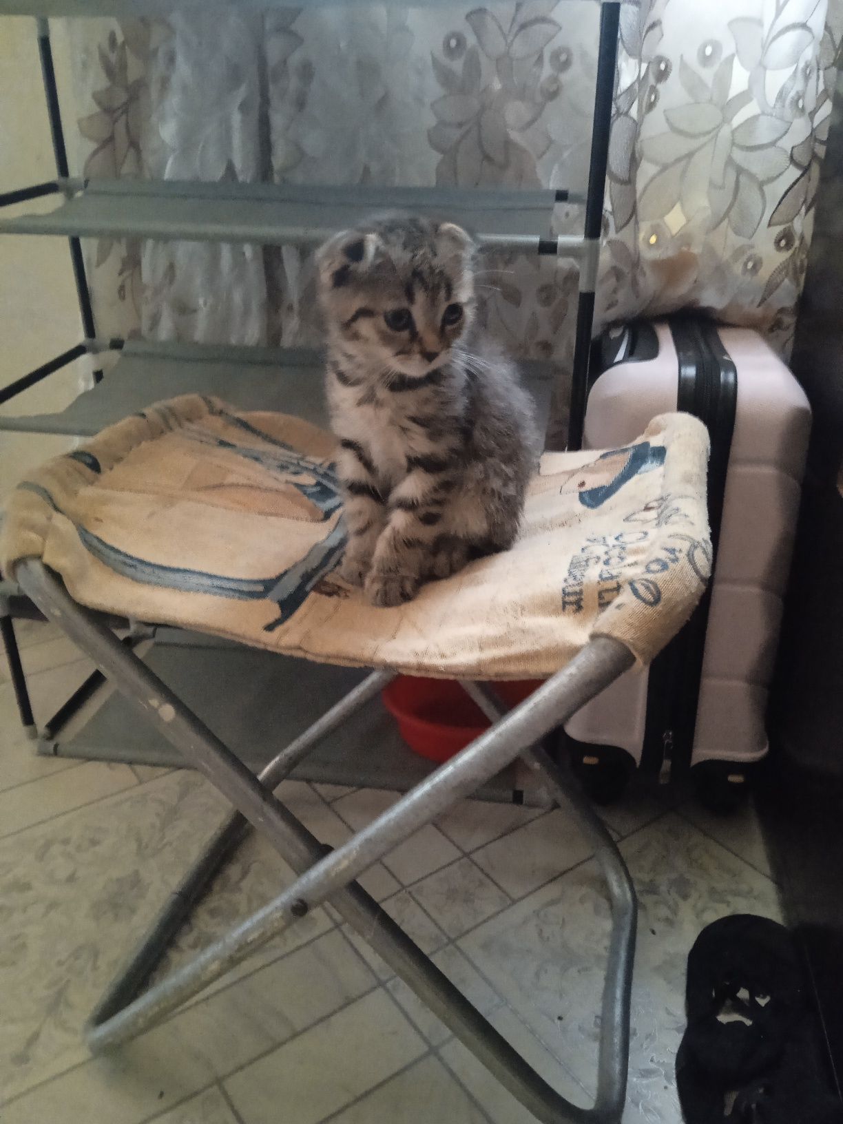 Продам шотландского котёнка