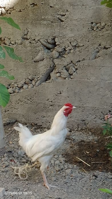 Xuroz yeyish ichishi yaxshi soğlom narxi 130 ming sum