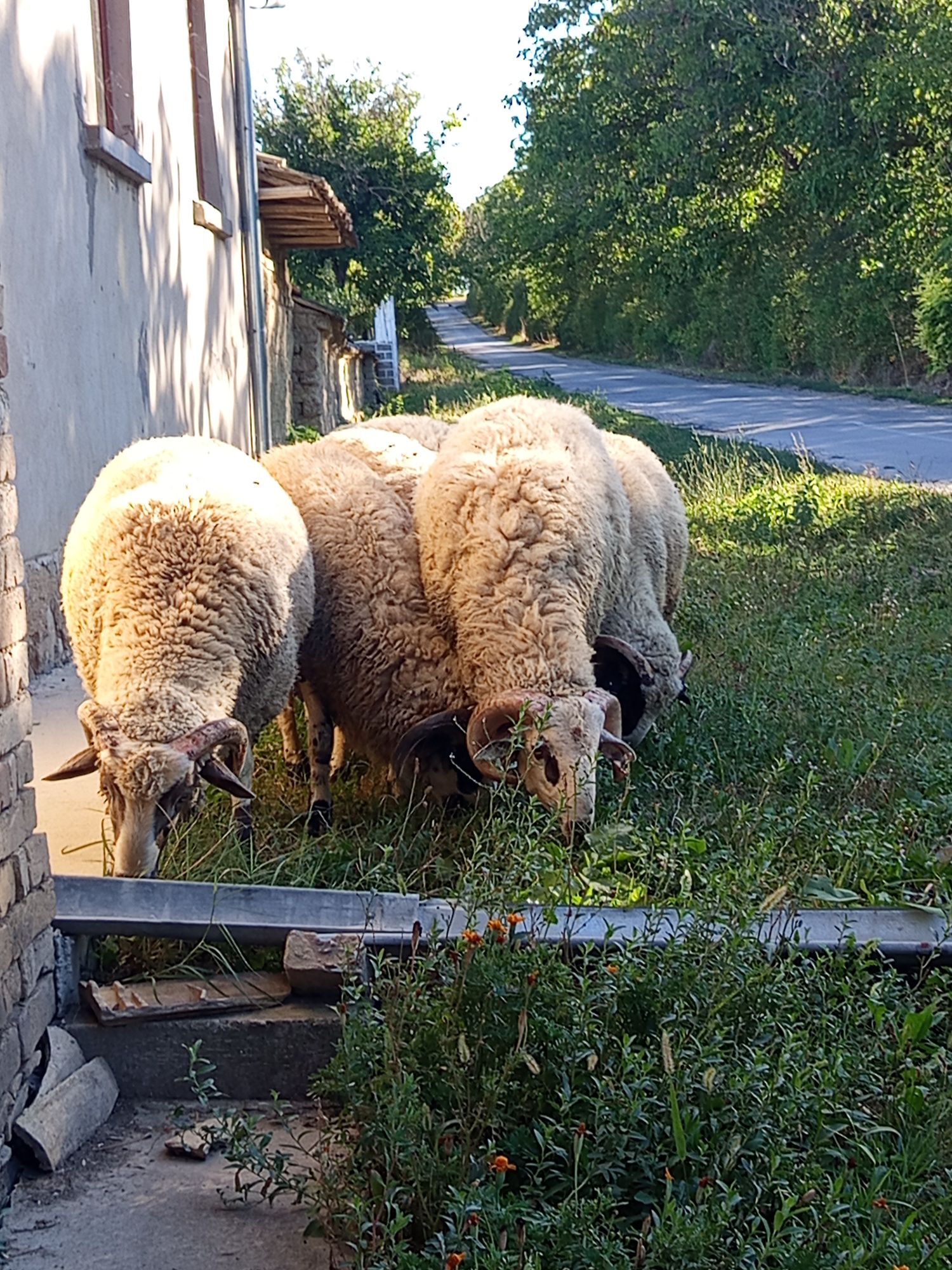 Продавам кочлета 4 броя