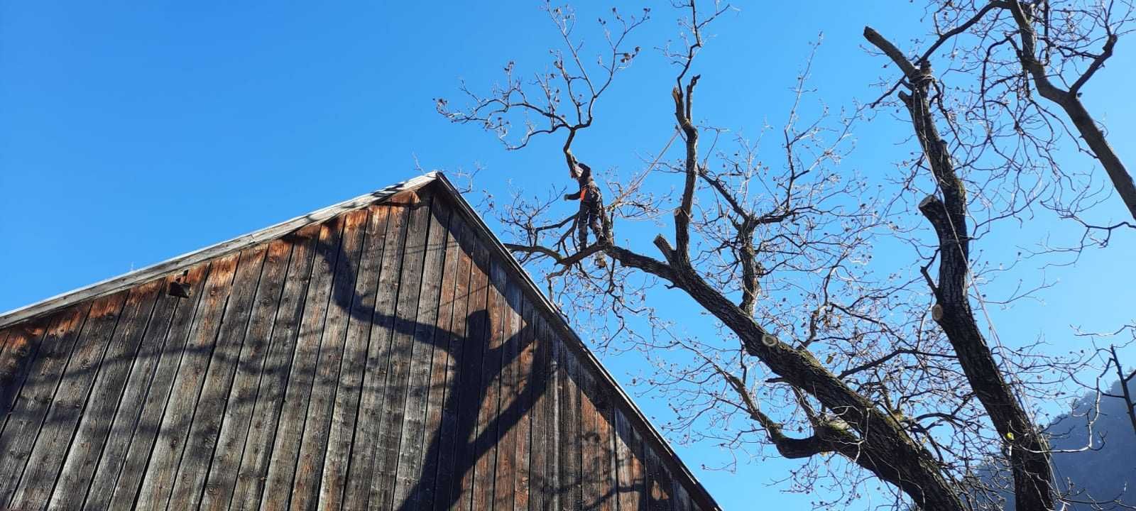 Toaletări, tăieri arbori copaci periculoși.