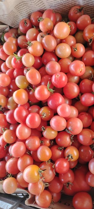 Продам помидоры .