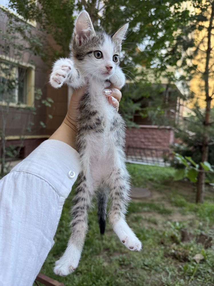 Ищем семью для котенка, 1.5 мес.