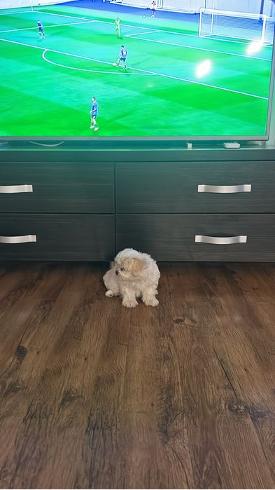 Bichon de vanzare