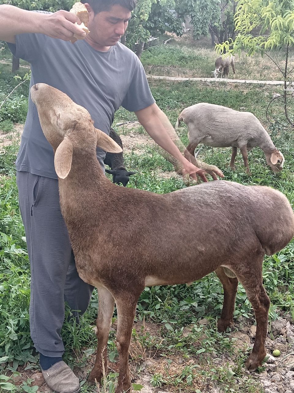 ARASHAN qo'chqori sotiladi