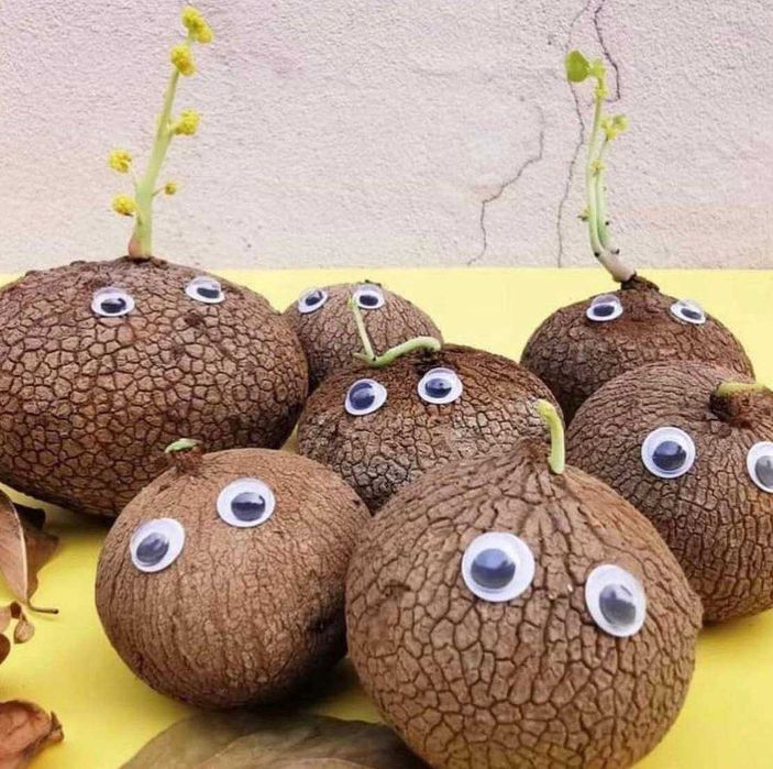 "Картошки" Stephania Erecta, Stephania Kaweesakii, Stephania Suberosa