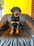 Femela rottweiler pui cu pedigree