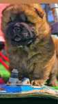 Pui catel chow chow
