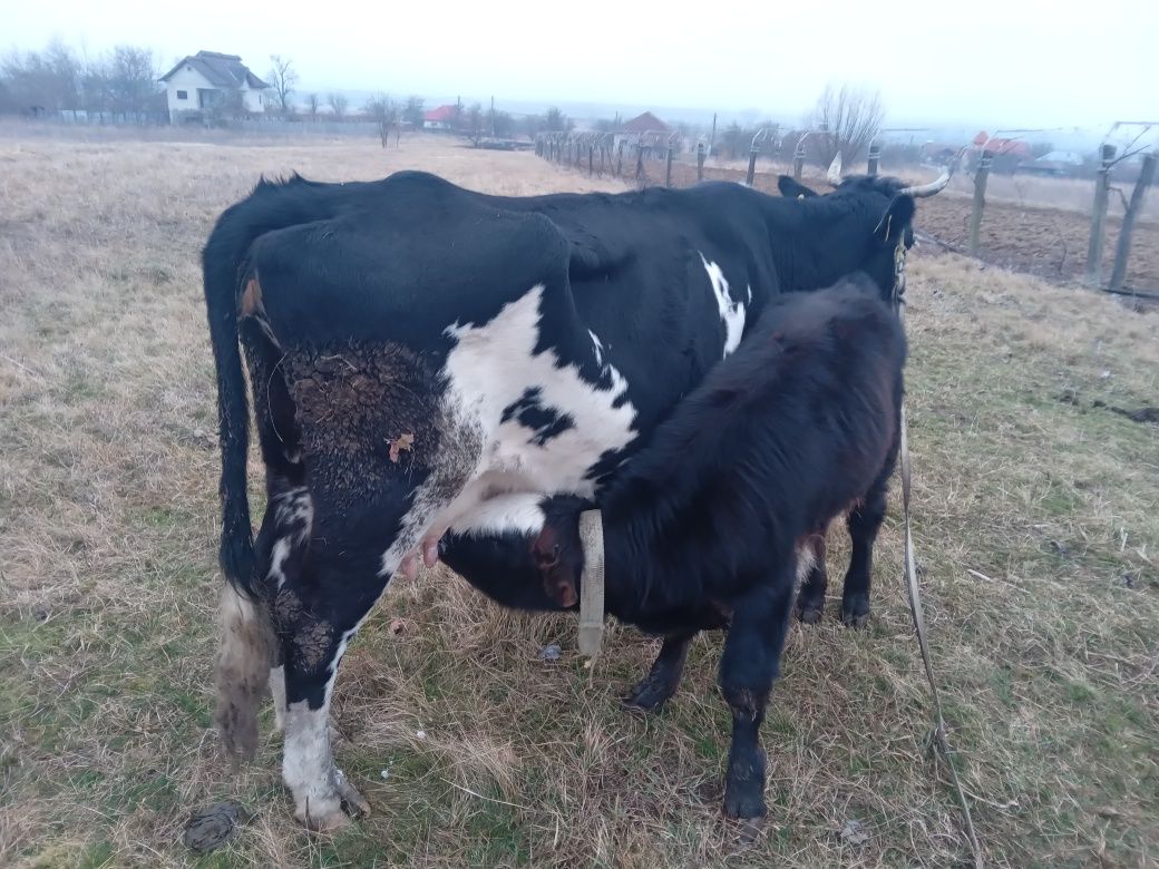 Vind doua vaci cu vitei de trei luni respectiv doua saptamini.