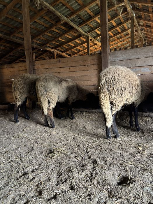 Berbecuti carabasi de vanzare