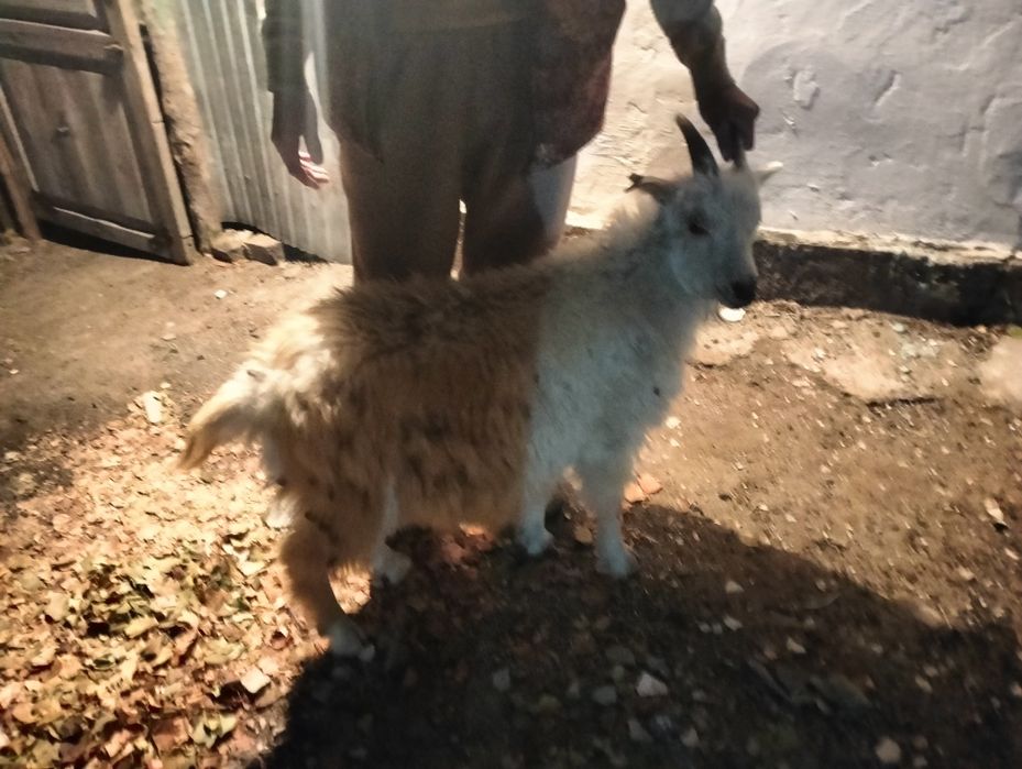 Прадаю козу и 2 козла обрезыныйы