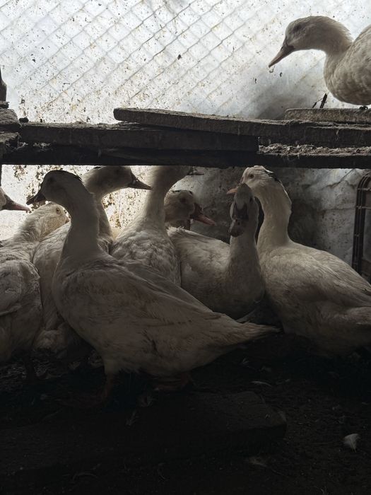 Rate de carne de vanzare