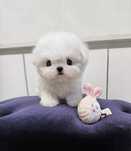 Bichon Maltez Mini Toy